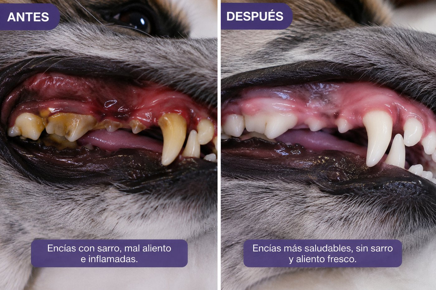 Spray Bucal para Mascotas